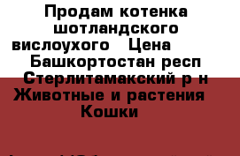 Продам котенка шотландского вислоухого › Цена ­ 1 000 - Башкортостан респ., Стерлитамакский р-н Животные и растения » Кошки   